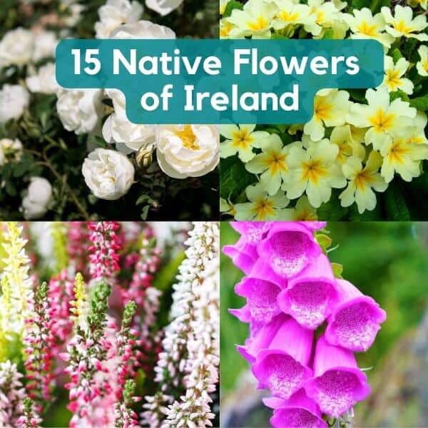 15 Typical Irish Flowers Native to Ireland Ireland Wide