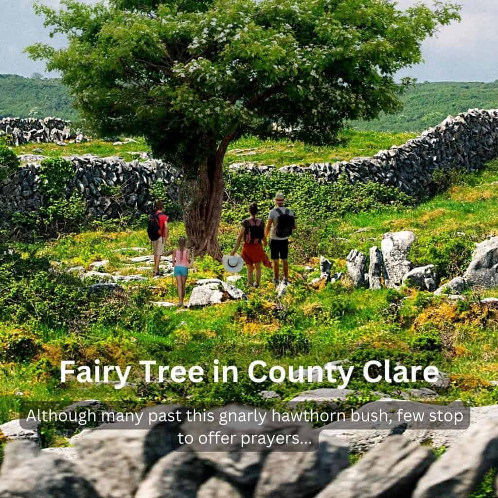 Fairy Tree in County Clare