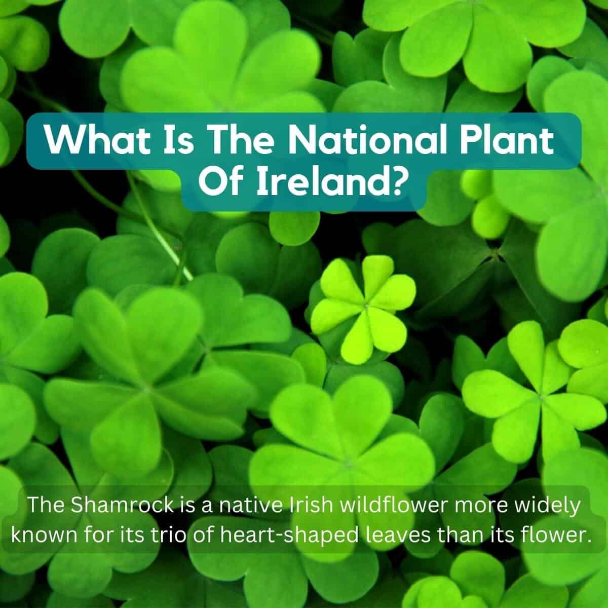15 Typical Irish Flowers Native to
