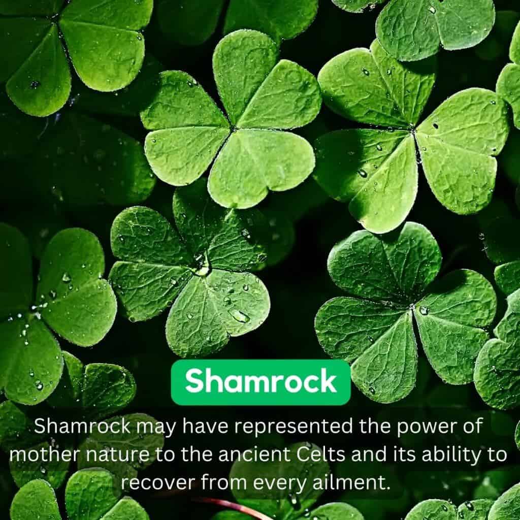 Shamrock